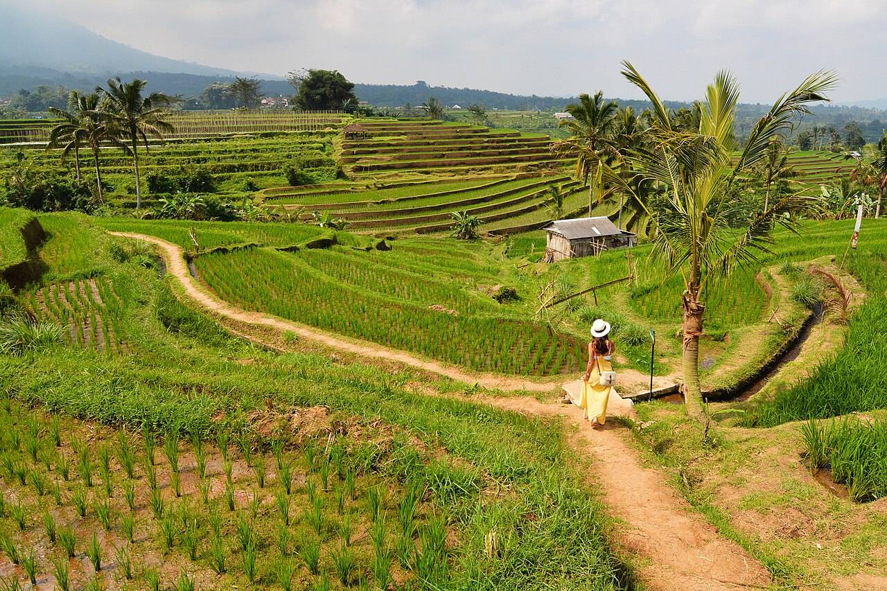 Kvinna i gul klänning och solhatt går på en stig mellan gröna risterrasser och palmer i Jatiluwih på Bali